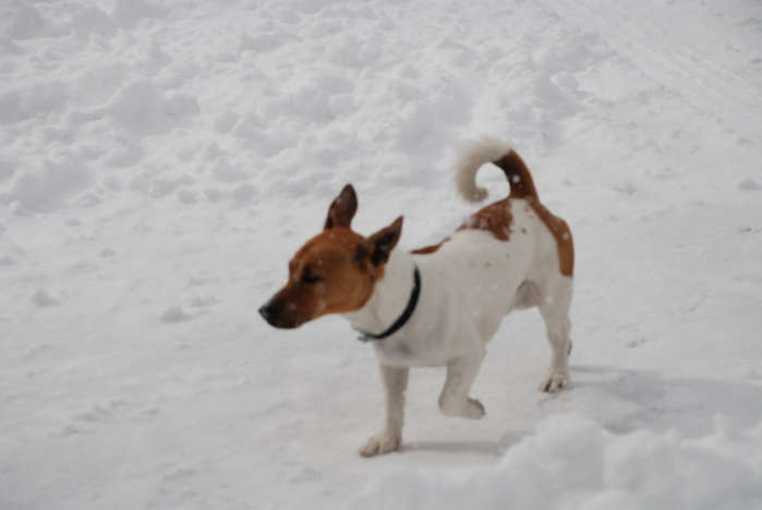 Hund im Schnee